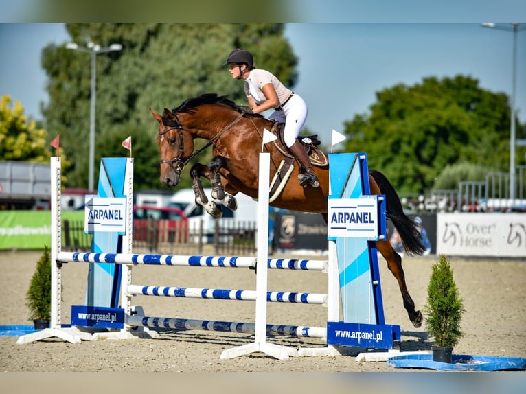 KWPN Wallach 6 Jahre 175 cm Rotbrauner in Kaczenice