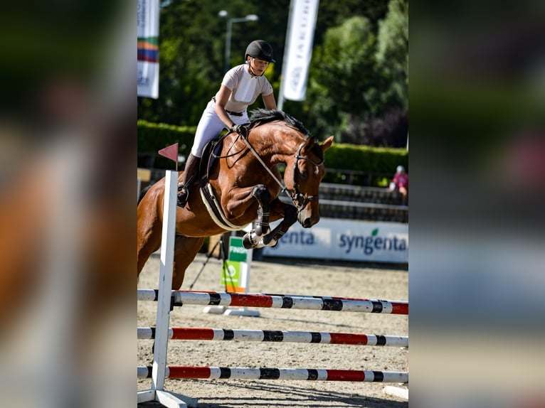 KWPN Wallach 6 Jahre 175 cm Rotbrauner in Kaczenice