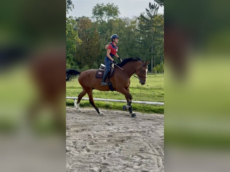 KWPN Wallach 6 Jahre 176 cm Brauner in Stockerau