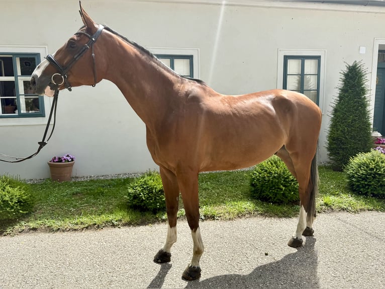 KWPN Wallach 6 Jahre 176 cm Brauner in Stockerau
