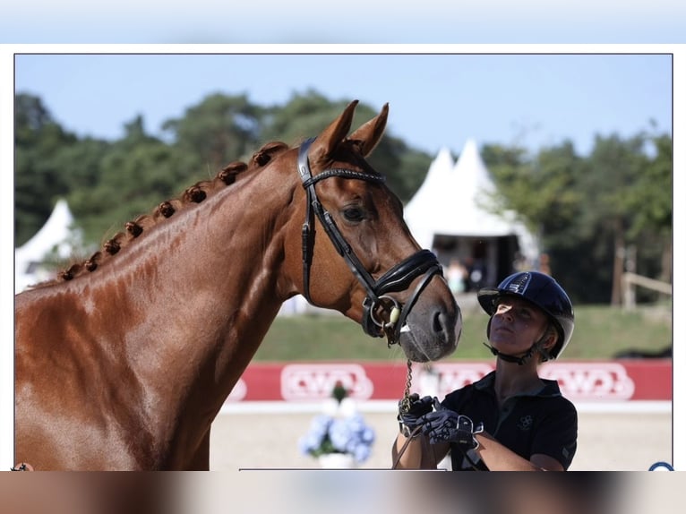 KWPN Wallach 6 Jahre 177 cm Fuchs in Aulnoye-Aymeries