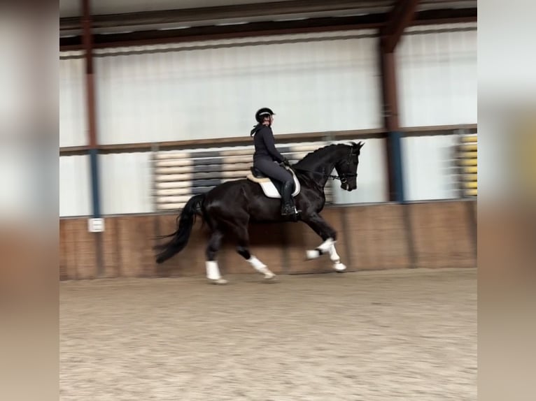 KWPN Wallach 6 Jahre 177 cm Rappe in Oud Gastel