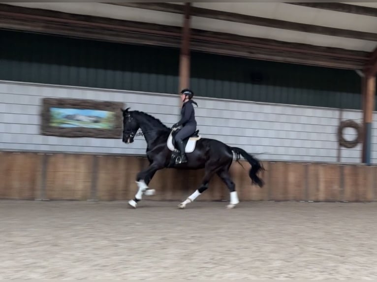 KWPN Wallach 6 Jahre 177 cm Rappe in Oud Gastel