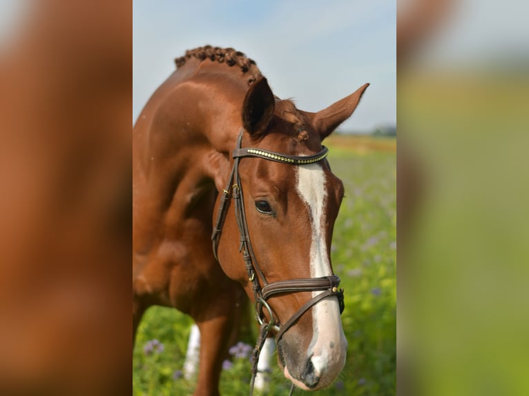 KWPN Wallach 6 Jahre 178 cm Fuchs in Geilenkirchen