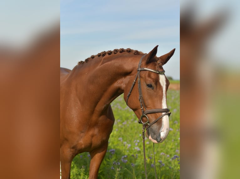 KWPN Wallach 6 Jahre 178 cm Fuchs in Geilenkirchen