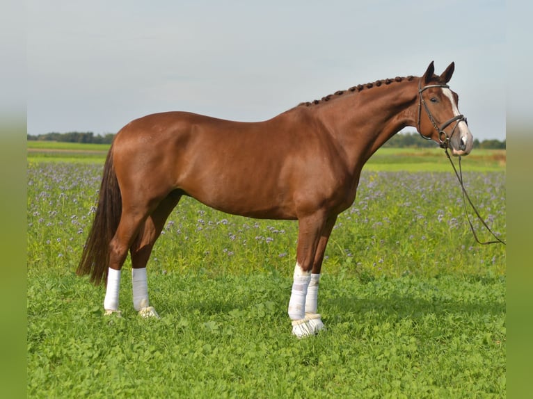 KWPN Wallach 6 Jahre 178 cm Fuchs in Geilenkirchen