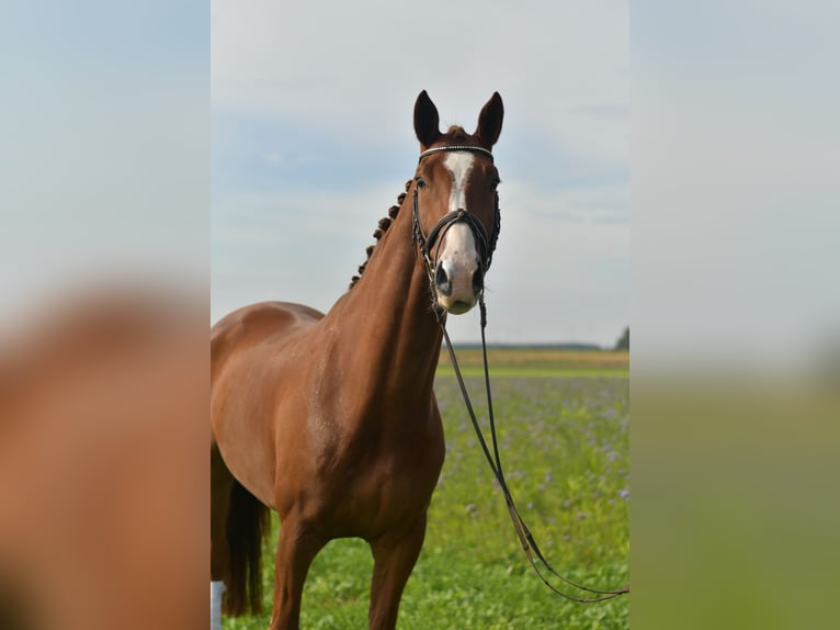 KWPN Wallach 6 Jahre 178 cm Fuchs in Geilenkirchen