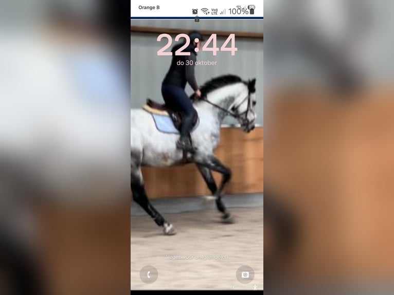 KWPN Wallach 6 Jahre 180 cm Apfelschimmel in Lommel