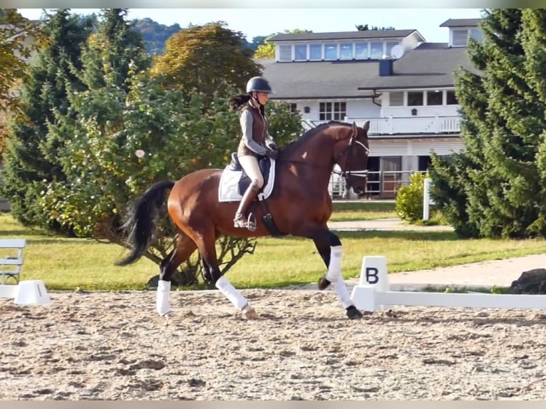 KWPN Wallach 6 Jahre 180 cm Brauner in Bad Nauheim