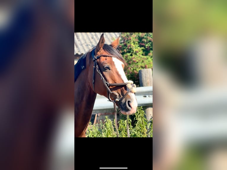 KWPN Wallach 6 Jahre 180 cm Brauner in Wülperode
