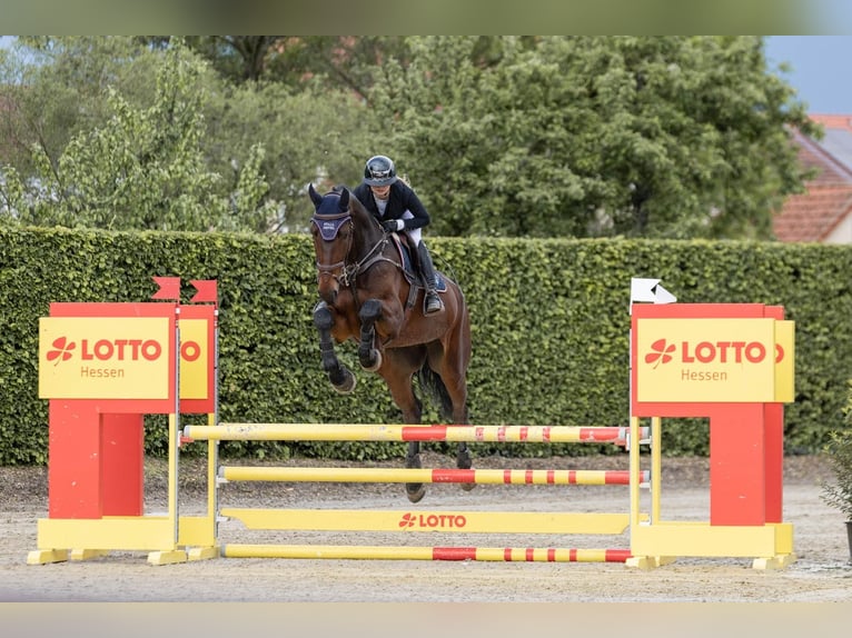 KWPN Wallach 6 Jahre 180 cm Brauner in Wächtersbach