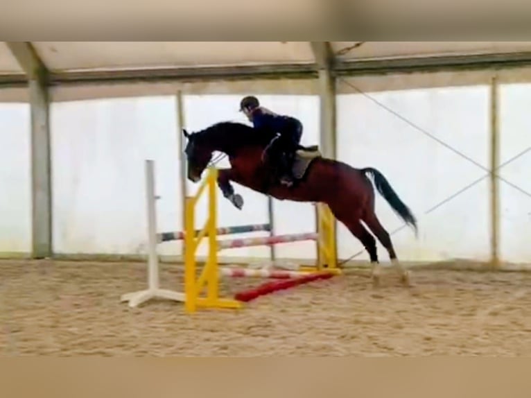 KWPN Wallach 6 Jahre 182 cm Brauner in Rychvald