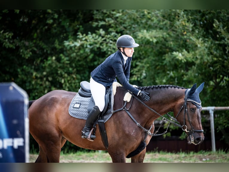 KWPN Wallach 6 Jahre 184 cm Brauner in Wipperf&#xFC;rth