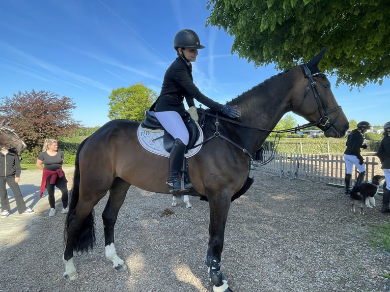 KWPN Wallach 6 Jahre 184 cm Brauner in Wipperf&#xFC;rth