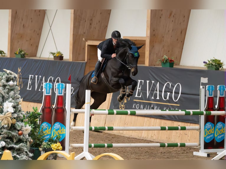 KWPN Wallach 6 Jahre 184 cm Dunkelbrauner in Menge&#x161;