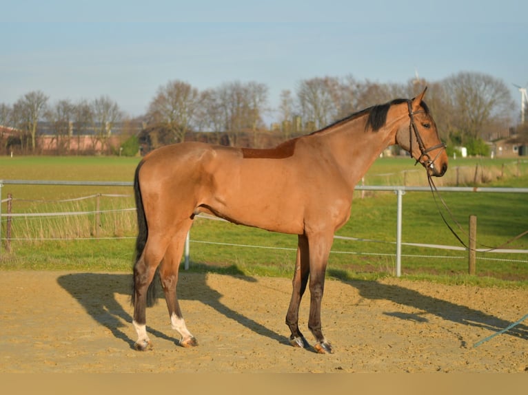 KWPN Wallach 6 Jahre 185 cm Brauner in Geilenkirchen