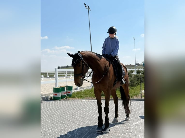 KWPN Wallach 6 Jahre 185 cm Brauner in Sławnikowice