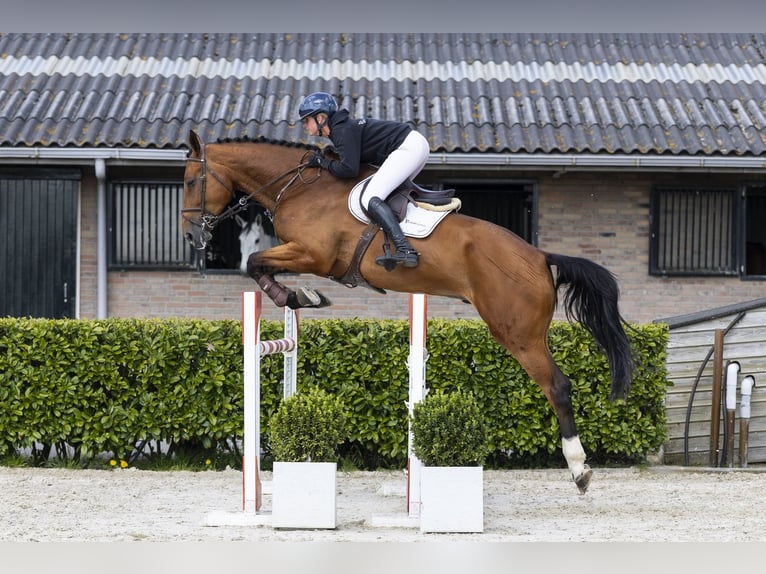 KWPN Wallach 6 Jahre 186 cm  in Waddinxveen