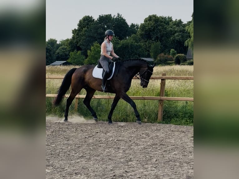 KWPN Wallach 6 Jahre 187 cm Dunkelbrauner in OirloOirlo