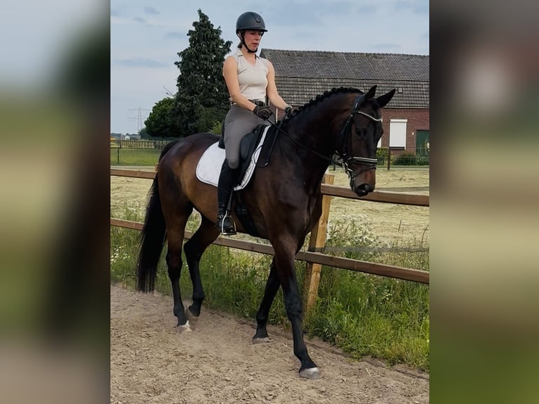 KWPN Wallach 6 Jahre 187 cm Dunkelbrauner in OirloOirlo