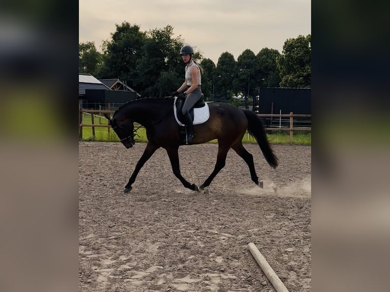 KWPN Wallach 6 Jahre 187 cm Dunkelbrauner in OirloOirlo