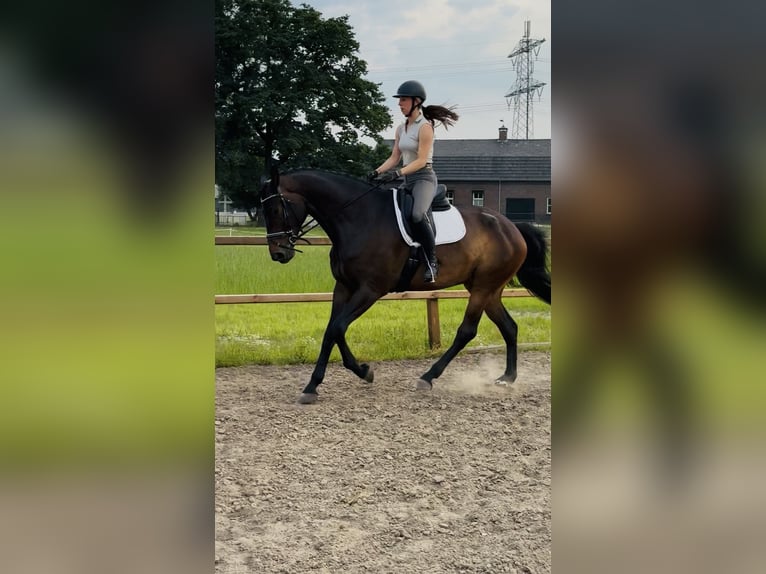 KWPN Wallach 6 Jahre 187 cm Dunkelbrauner in OirloOirlo