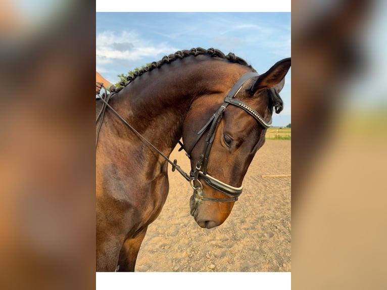 KWPN Wallach 6 Jahre 187 cm Dunkelbrauner in OirloOirlo