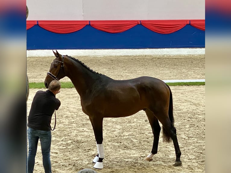 KWPN Wallach 6 Jahre 190 cm Rappe in Oosterstreek