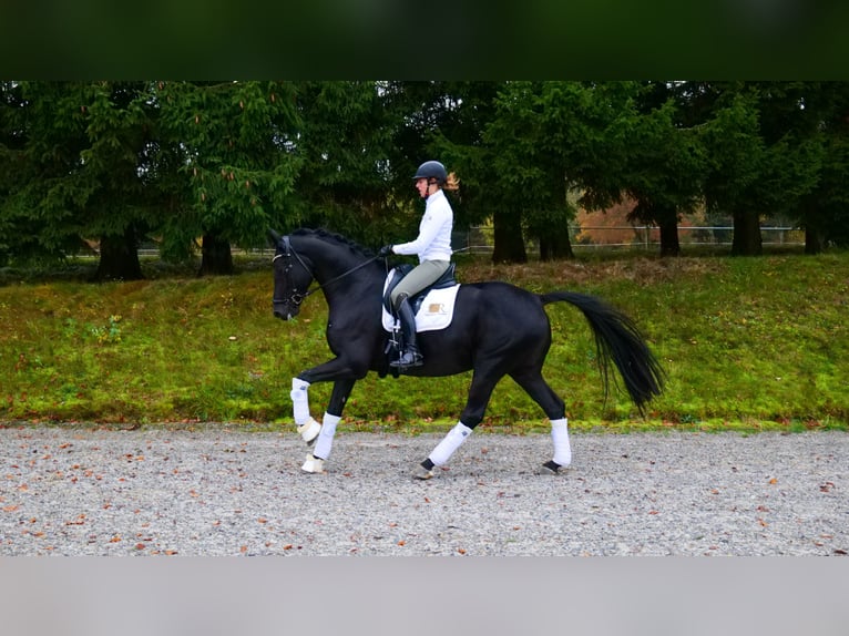 KWPN Wallach 6 Jahre Rappe in Freiensteinau