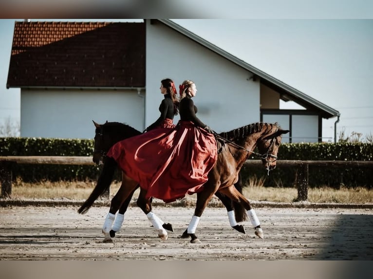 KWPN Wallach 6 Jahre Rotbrauner in Zagreb