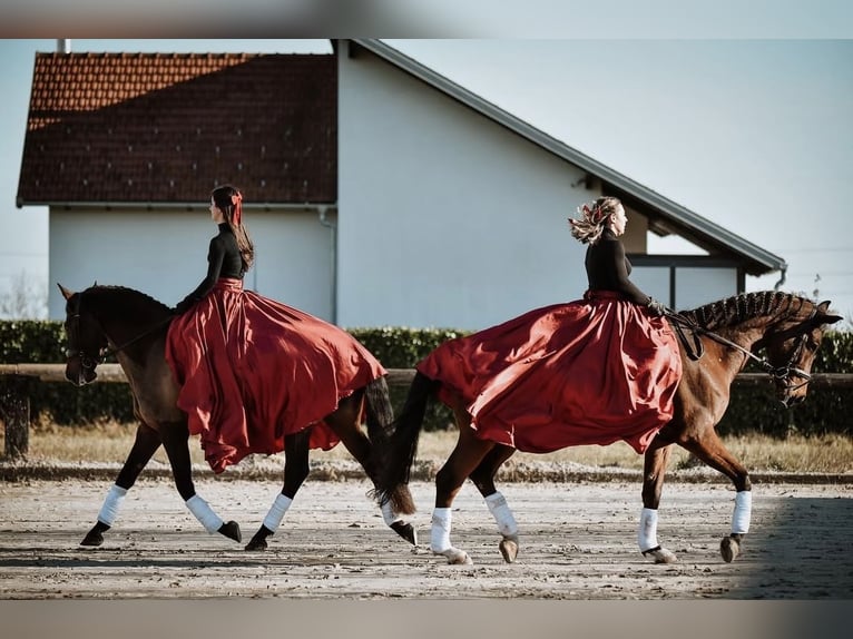 KWPN Wallach 6 Jahre Rotbrauner in Zagreb