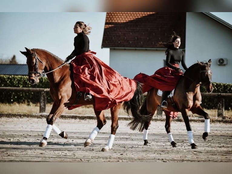 KWPN Wallach 6 Jahre Rotbrauner in Zagreb