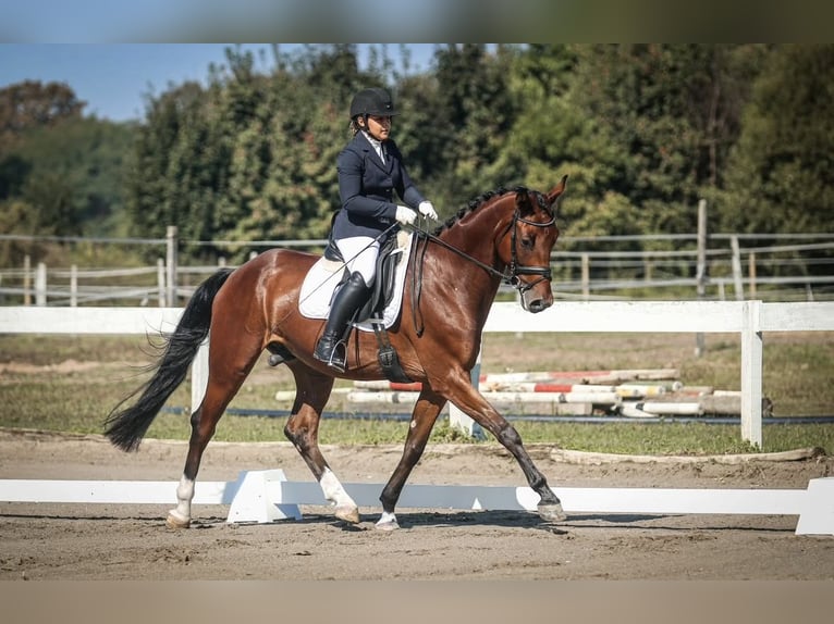 KWPN Wallach 6 Jahre Rotbrauner in Zagreb