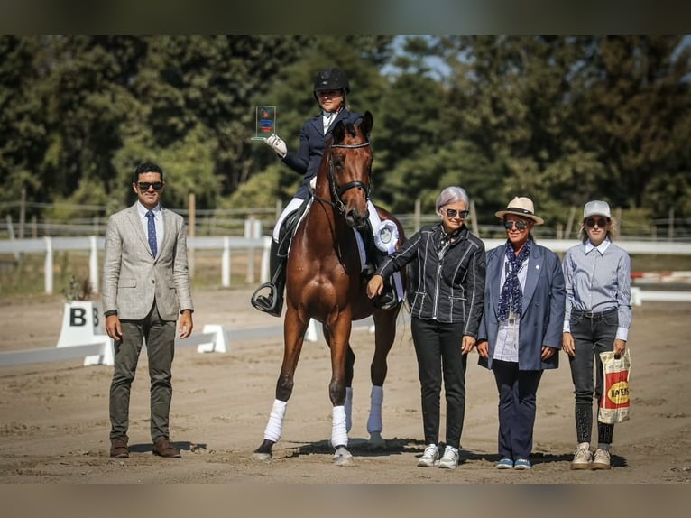 KWPN Wallach 6 Jahre Rotbrauner in Zagreb