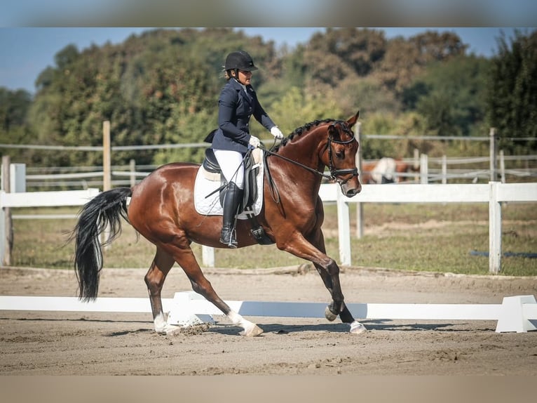 KWPN Wallach 6 Jahre Rotbrauner in Zagreb