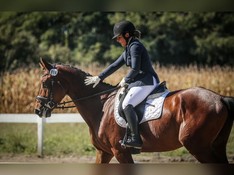 KWPN Wallach 6 Jahre Rotbrauner in Zagreb