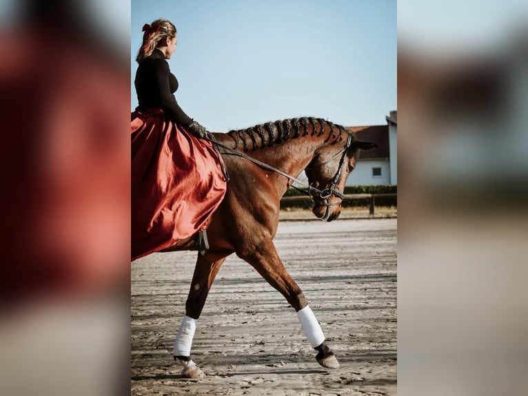 KWPN Wallach 6 Jahre Rotbrauner in Zagreb