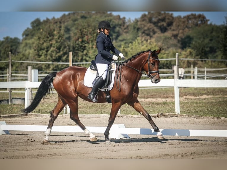 KWPN Wallach 6 Jahre Rotbrauner in Zagreb