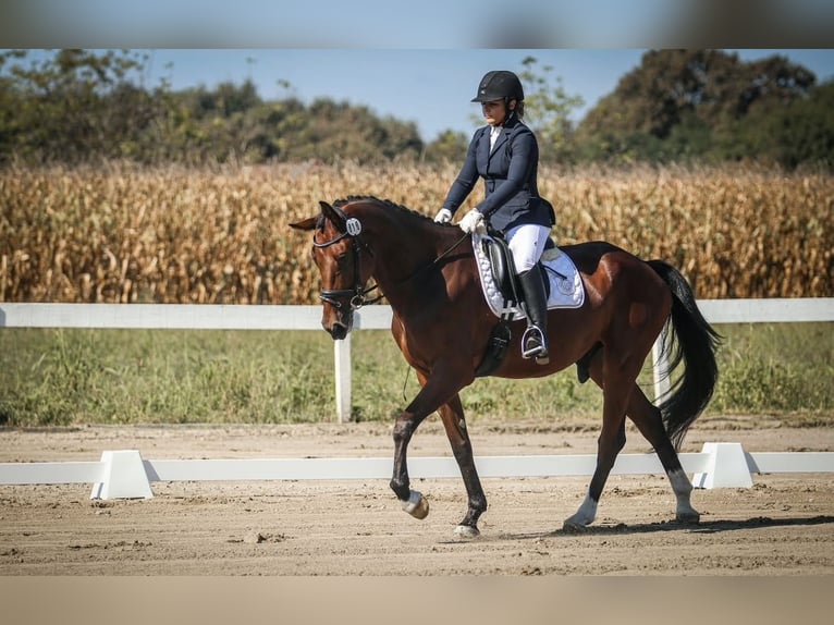 KWPN Wallach 6 Jahre Rotbrauner in Zagreb