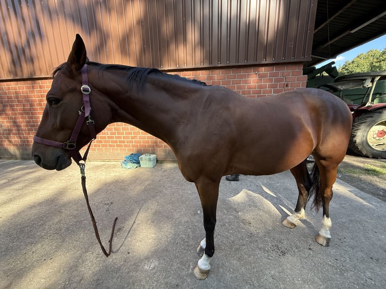 KWPN Wallach 7 Jahre 164 cm Brauner in Marl