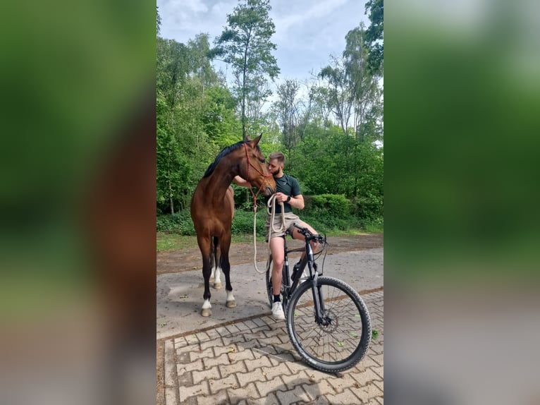 KWPN Wallach 7 Jahre 164 cm Brauner in Marl