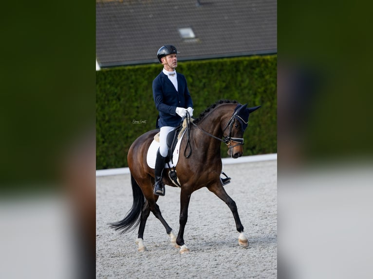 KWPN Wallach 7 Jahre 165 cm Brauner in Sint Agatha