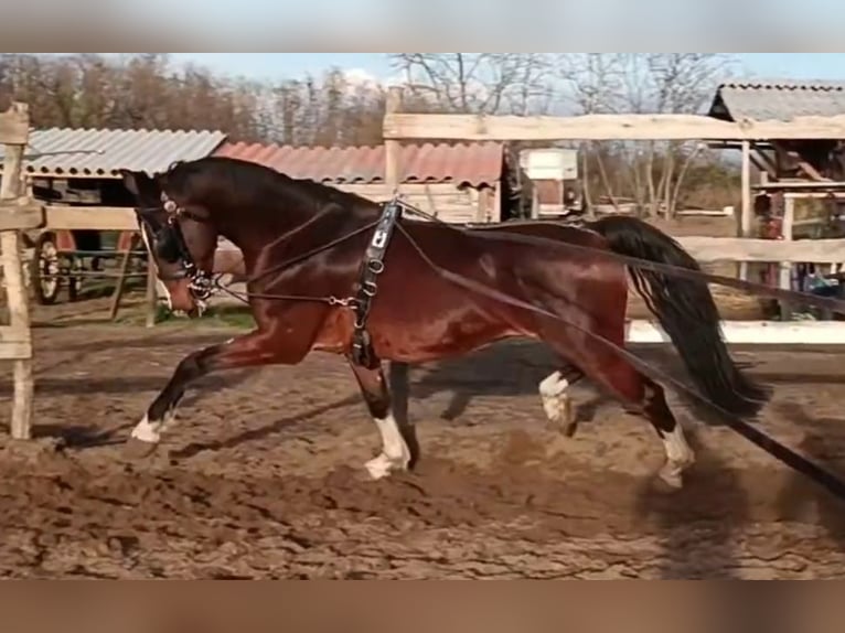 KWPN Wallach 7 Jahre 165 cm Brauner in Szeged