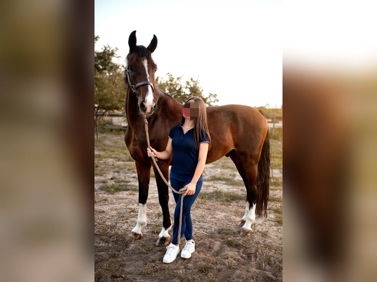 KWPN Wallach 7 Jahre 165 cm Brauner in Szeged