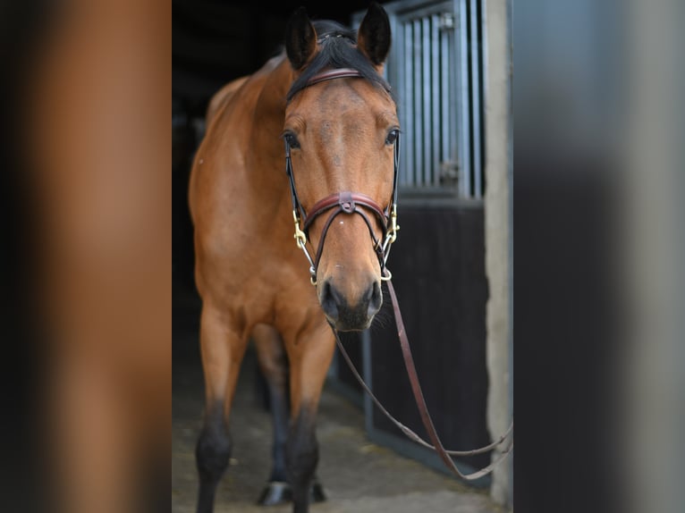 KWPN Wallach 7 Jahre 165 cm Brauner in Geilenkirchen