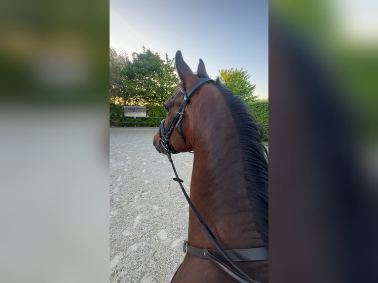 KWPN Wallach 7 Jahre 165 cm Dunkelbrauner in Heesch