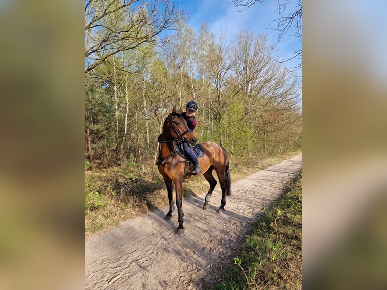 KWPN Wallach 7 Jahre 165 cm Dunkelbrauner in Heesch