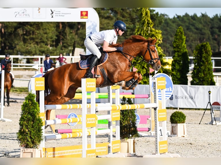 KWPN Wallach 7 Jahre 165 cm Fuchs in Piła