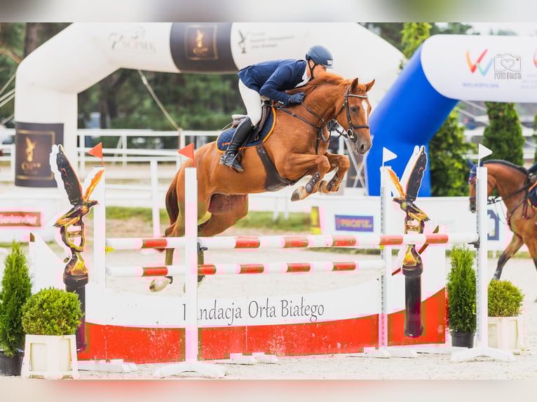 KWPN Wallach 7 Jahre 165 cm Fuchs in Piła