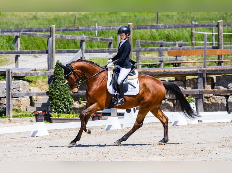 KWPN Wallach 7 Jahre 166 cm Brauner in Mömbris